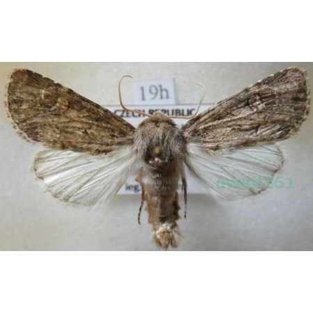 Luperina testacea (Denis & Schiffermüller, 1775) Paciepnica skorupianka Czech19h